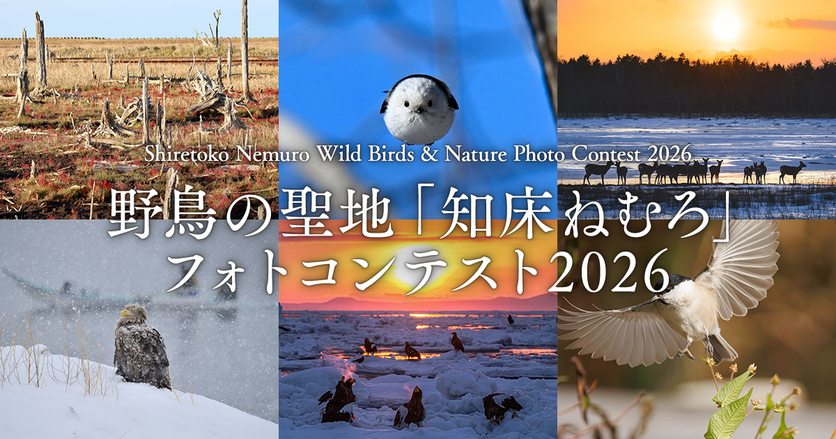 野鳥の聖地「知床ねむろ」フォトコンテスト2026｜北海道根室振興局×東京カメラ部