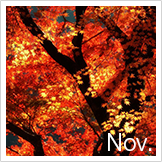 11月